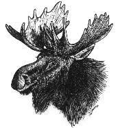 The mad moose